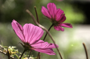 Fototapeta premium Purple Dahlia bloom lit through by Sun