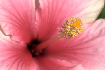 Hibiscus Stamens in closeup