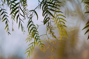 abstract green tree leaves in the nature