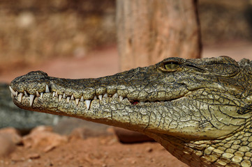 crocodile, Park, crocodile, jaw, teeth, eye, look, animal, excursion, walk
