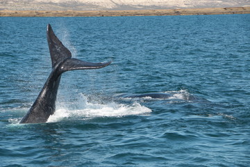 Fototapeta premium Baleine franche australe