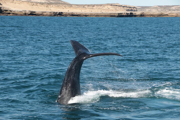 Naklejka premium Baleine franche australe