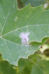 White spots on a Plane tree leaf on branch. Plane tree with disease