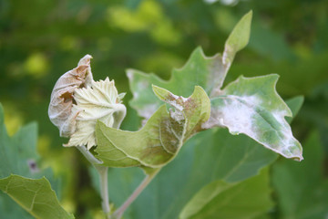 White spots on a Plane tree leaf on branch. Plane tree with disease