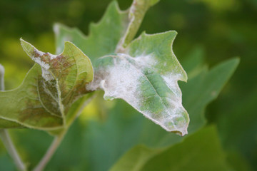 White spots on a Plane tree leaf on branch. Plane tree with disease