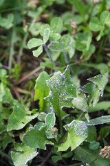 Disease on Dandelion leaves in the meadow. Traxacum officinalis plant with illness