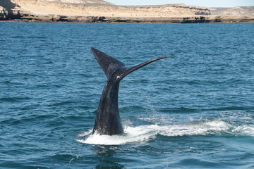 Fototapeta premium Baleine franche australe