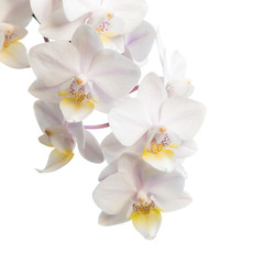 Obraz na płótnie Canvas Flowers of white orchids
