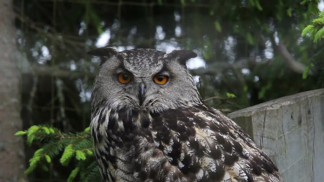 Eurasian eagle-owl sitting and looking into the camera, bubo bubo