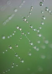raindrops on the beautiful spider web in the nature