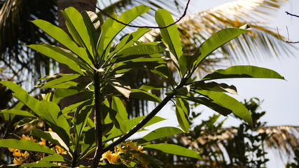 Obraz na płótnie Canvas Lush foliage in tropical forest. tropical vegetation. Sun shining to the palm leaf in tropical forest
