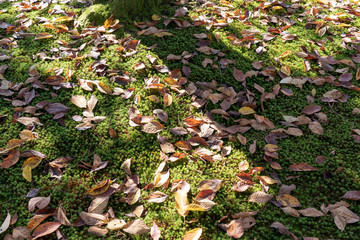 秋の兼六園　落ち葉