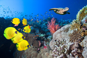 Unterwasserkorallenrifflandschaft im tiefblauen Ozean mit bunten Fischen und Meereslebewesen.