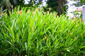 green grass in the garden