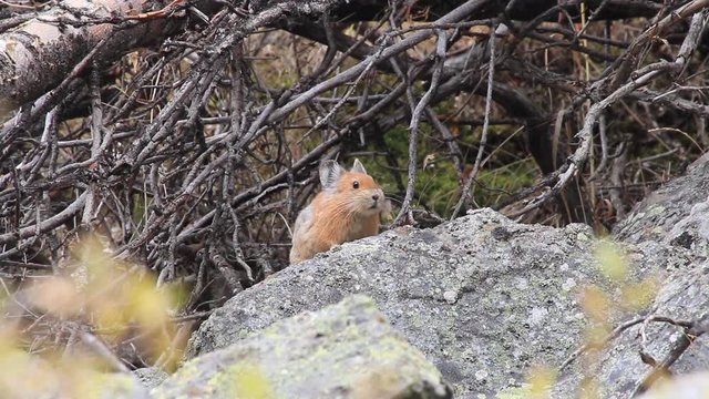 Pika. Little mouse sitting on a stone.