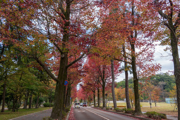 Obraz premium 金沢 紅葉したアメリカ楓通り