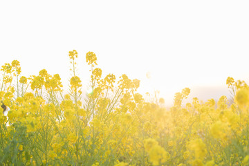 Obraz premium 菜の花