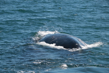 Fototapeta premium Baleine franche australe