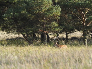 Rothirsche, Cervus elaphus, am Darßer Ort, Nationalpark Vorpommersche Boddenlandschaft, Mecklenburg Vorpommern, Deutschland