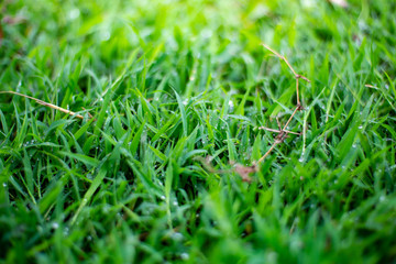green grass with water drops