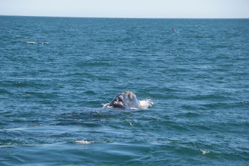Fototapeta premium Baleine franche australe