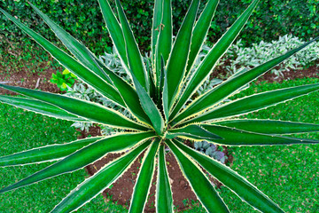 green palm leaf
