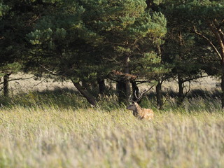 Rothirsche, Cervus elaphus, am Darßer Ort, Nationalpark Vorpommersche Boddenlandschaft, Mecklenburg Vorpommern, Deutschland