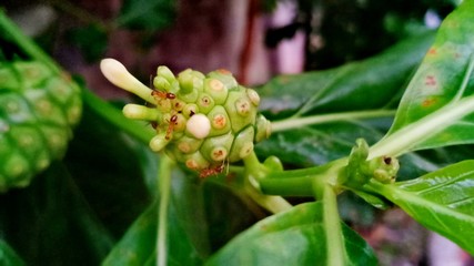 Noni in garden volume 23256