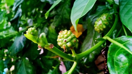 Noni in garden volume 55555