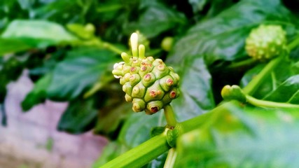 Noni in garden volume 524555