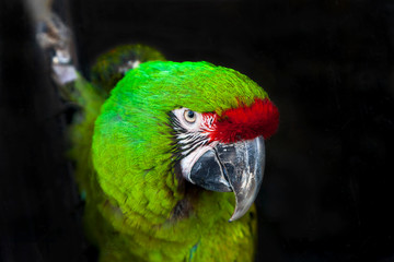 Green parrot Great-Green Macaw, Ara ambigua. Wild rare bird in the nature habitat. Insulated black background.