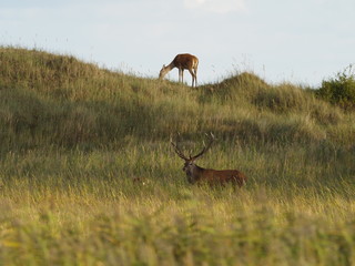 Rothirsche, Cervus elaphus, am Darßer Ort, Nationalpark Vorpommersche Boddenlandschaft, Mecklenburg Vorpommern, Deutschland