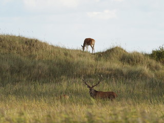 Rothirsche, Cervus elaphus, am Darßer Ort, Nationalpark Vorpommersche Boddenlandschaft, Mecklenburg Vorpommern, Deutschland