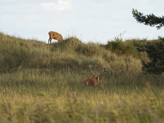 Rothirsche, Cervus elaphus, am Darßer Ort, Nationalpark Vorpommersche Boddenlandschaft, Mecklenburg Vorpommern, Deutschland