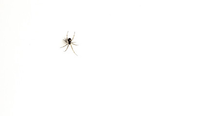 a small spider on a white background