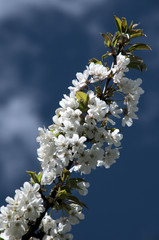 Cherry blossom against sky in the Swiss alpine village of Berschis