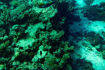 Naklejka na ściany i meble Marine Life in the Red Sea. red sea coral reef with hard corals, fishes and sunny sky shining through clean water - underwater photo. toned.