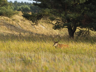 Rothirsche, Cervus elaphus, am Darßer Ort, Nationalpark Vorpommersche Boddenlandschaft, Mecklenburg Vorpommern, Deutschland