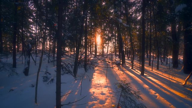 Beautiful winter wild nature landscape at wonderful sunset tracking shot. Panorama of amazing forest park with tall trunks of trees surrounded by sun light and white snow steadicam establish shot