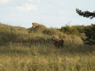 Rothirsche, Cervus elaphus, am Darßer Ort, Nationalpark Vorpommersche Boddenlandschaft, Mecklenburg Vorpommern, Deutschland