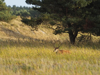 Rothirsche, Cervus elaphus, am Darßer Ort, Nationalpark Vorpommersche Boddenlandschaft, Mecklenburg Vorpommern, Deutschland