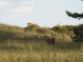 Rothirsche, Cervus elaphus, am Darßer Ort, Nationalpark Vorpommersche Boddenlandschaft, Mecklenburg Vorpommern, Deutschland