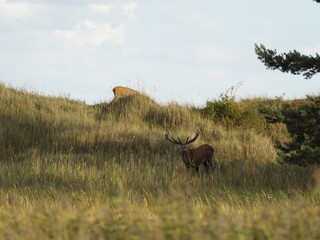 Rothirsche, Cervus elaphus, am Darßer Ort, Nationalpark Vorpommersche Boddenlandschaft, Mecklenburg Vorpommern, Deutschland