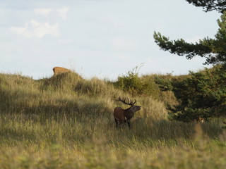 Rothirsche, Cervus elaphus, am Darßer Ort, Nationalpark Vorpommersche Boddenlandschaft, Mecklenburg Vorpommern, Deutschland