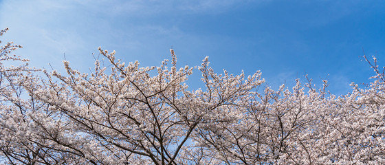 沢山の桜3