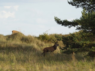 Rothirsche, Cervus elaphus, am Darßer Ort, Nationalpark Vorpommersche Boddenlandschaft, Mecklenburg Vorpommern, Deutschland
