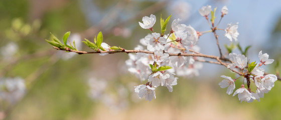 桜と枝26