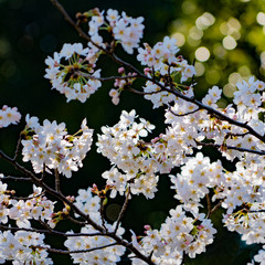桜と枝7
