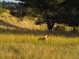 Rothirsche, Cervus elaphus, am Darßer Ort, Nationalpark Vorpommersche Boddenlandschaft, Mecklenburg Vorpommern, Deutschland