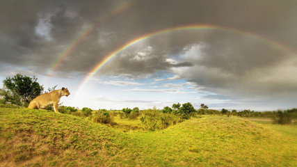 Löwe - Löwin im Regenbogen in vielen Farben der Savannen Landschaft